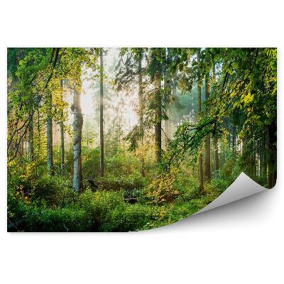 Fototapeta Zelený les