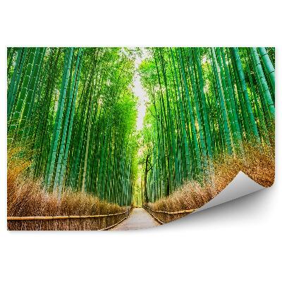 Fototapeta na stenu Japonsko Bambusový Les Cesta Cesta