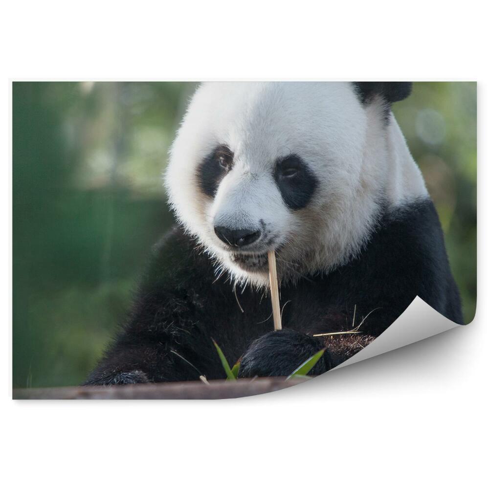 Fototapeta na stenu Zamyslená panda