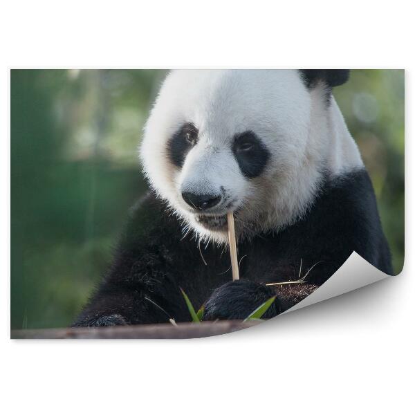 Fototapeta na stenu Zamyslená panda