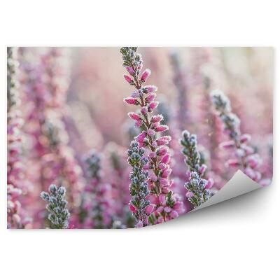 Fototapeta na stenu Zasnežené Kvety Vresu