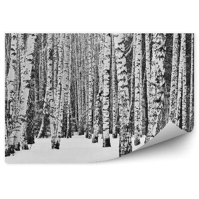 Fototapeta Zimný brezový les sneh stromy