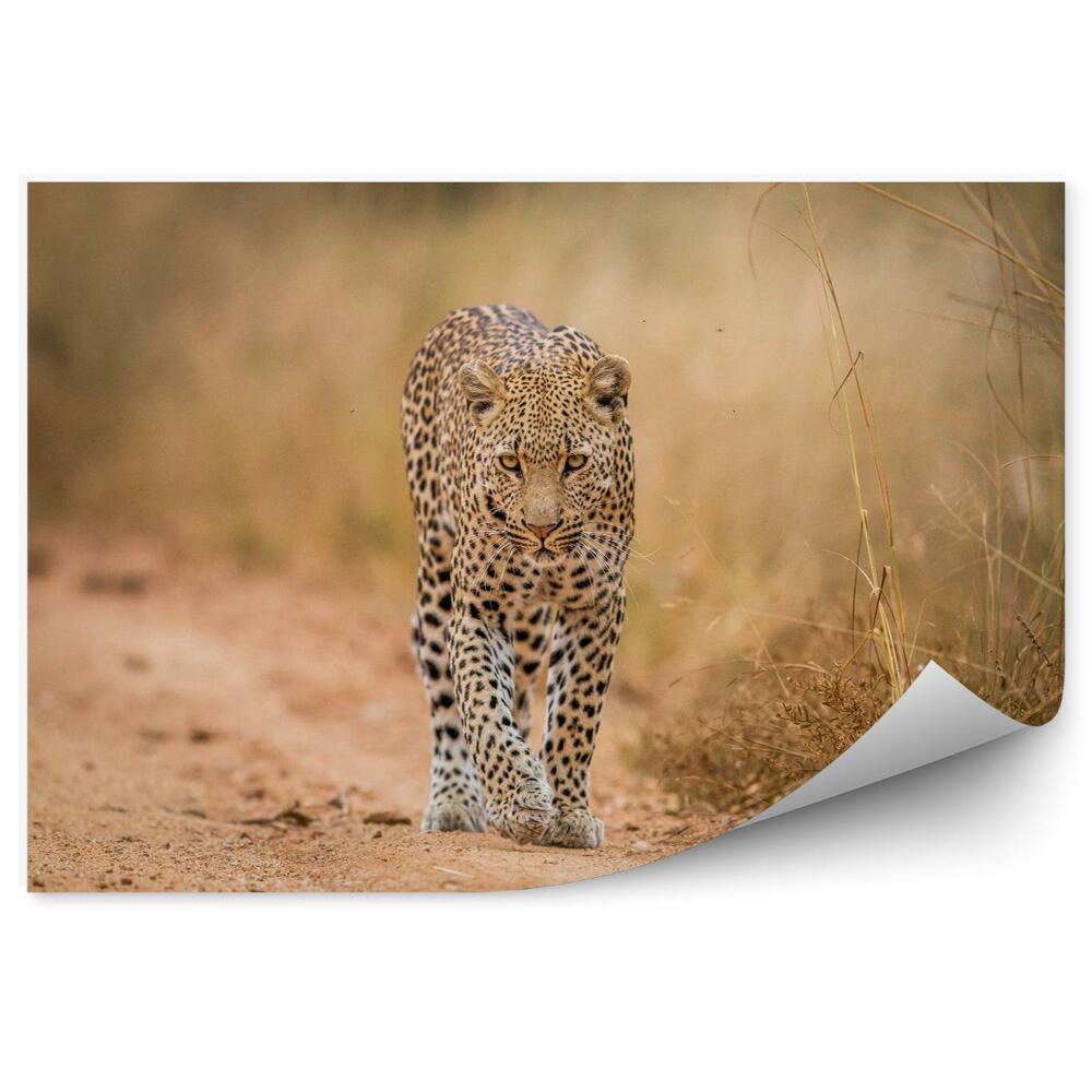Fototapeta na stenu Leopard