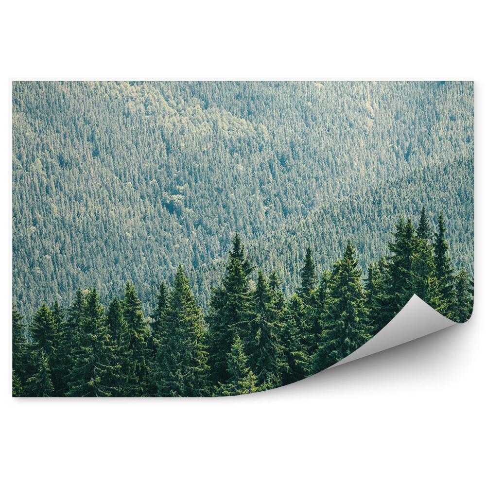 Fototapeta Pohľad na borovicový les