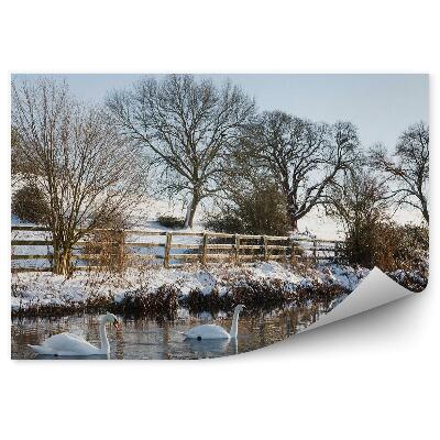 Fototapeta Labute na rybníku v zamrznutej krajine