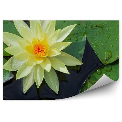 Fototapeta Žltý Lekno Hríb Pohľad Zhora