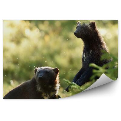 Fototapeta Medvedica lesná tráva