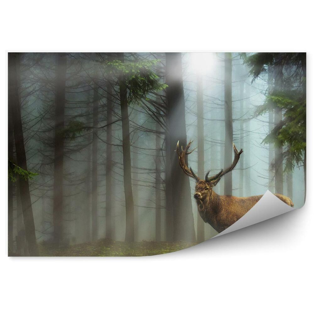 Fototapeta Jelení les ihličnatá tráva