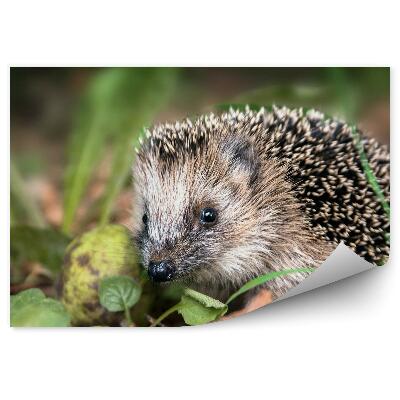 Fototapeta na stenu Ježkovia listy trávy