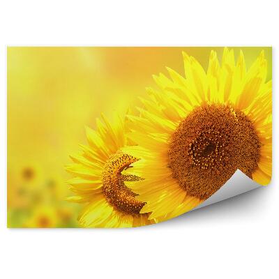 Fototapeta na stenu Slnečnica Na Pozadí Kvety