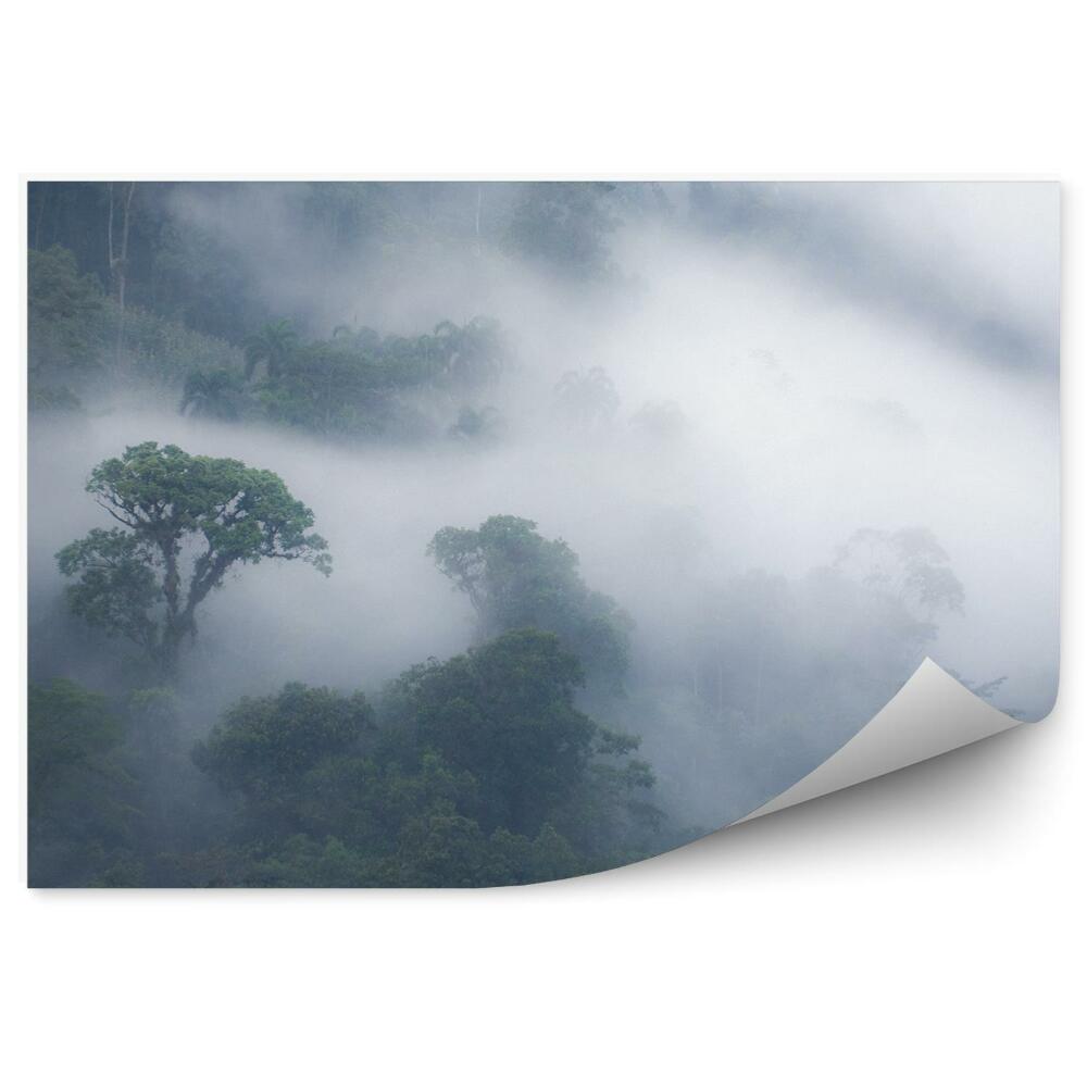 Fototapeta na stenu Hmlový les stromy