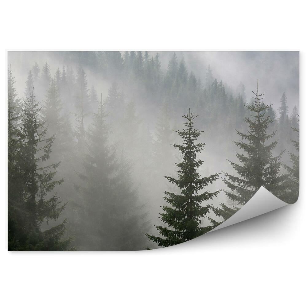 Fototapeta na stenu Hmlový borovicový les