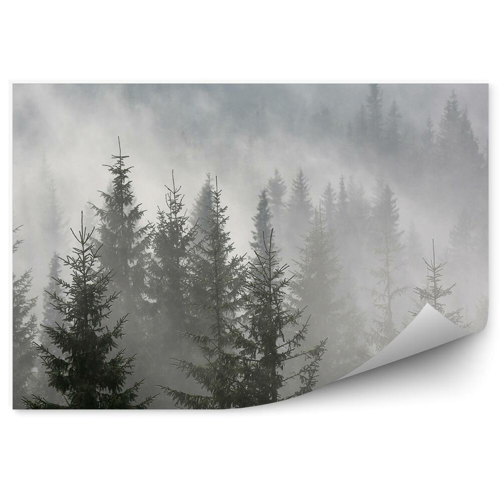 Fototapeta Hmlistý ihličnatý les