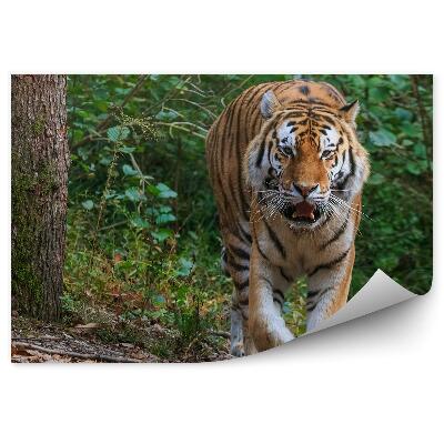 Fototapeta na stenu Tigrí les stromy