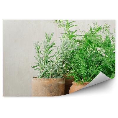 Fototapeta na stenu Bylinky v kvetináči zelené kuchynské drevo