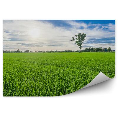 Fototapeta Zelená tráva leto stromy vegetácia