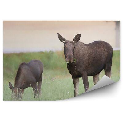 Fototapeta na stenu Losica s mláďatami na lúke