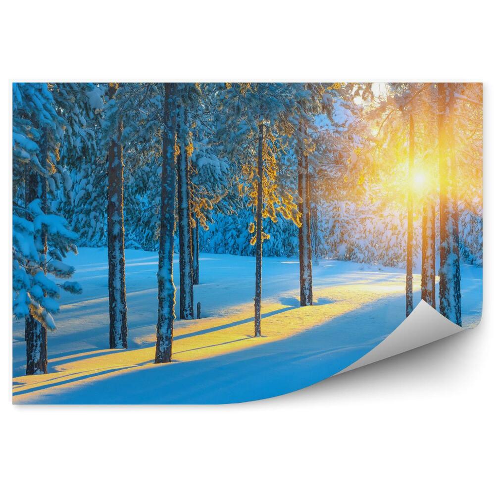 Fototapeta Les v zime pri východe slnka