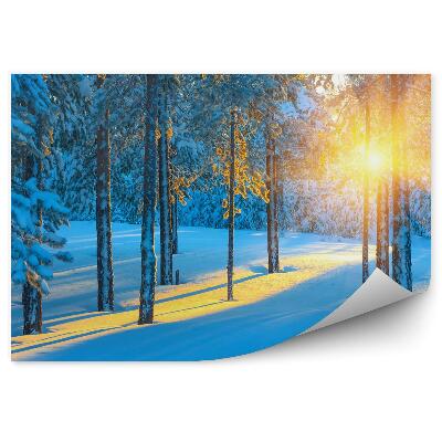 Fototapeta Les v zime pri východe slnka