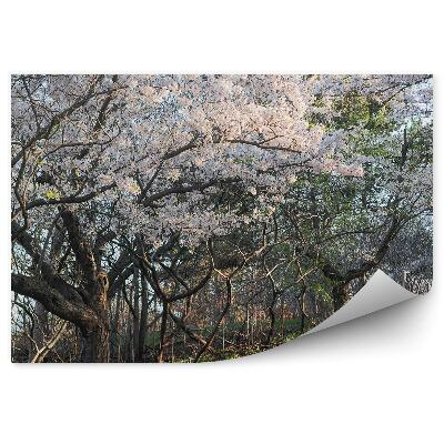 Fototapeta Čerešňový Kvet Strom Kvety Aleja Tráva