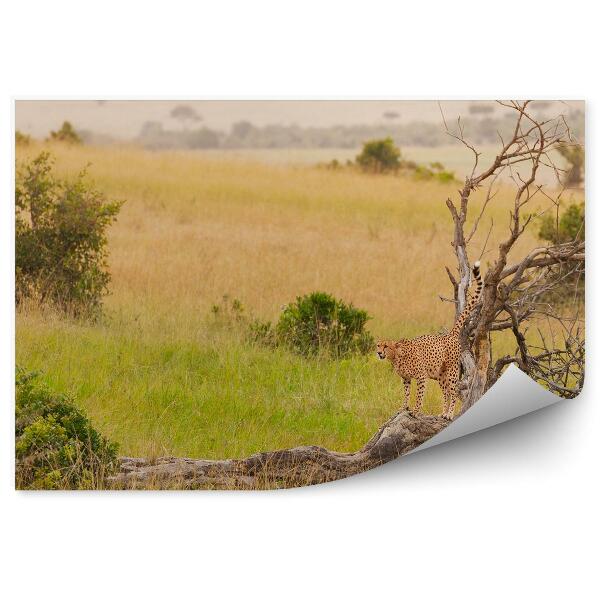 Fototapeta Gepard strom savana rastliny