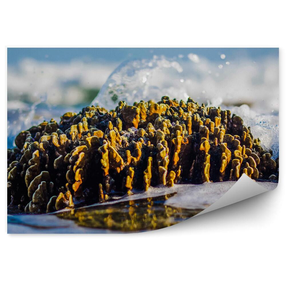 Fototapeta Príliv a odliv morský útes zblízka