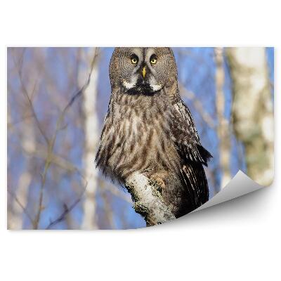 Fototapeta Sova brezový les