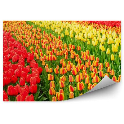 Fototapeta Pole Tulipánov