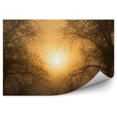 Fototapeta na stenu Západ slnka lesné stromy