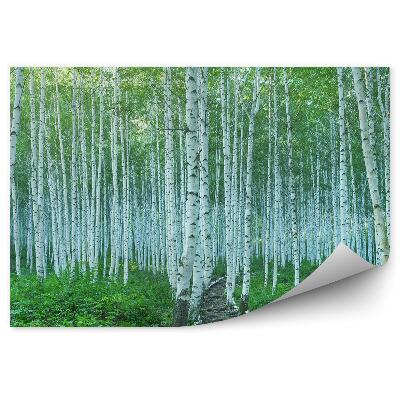 Fototapeta na stenu Zelené rastliny príroda strom breza cesta