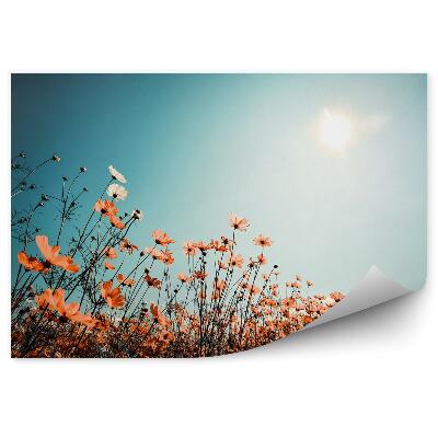 Fototapeta Pole na oblohe