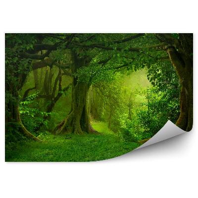 Fototapeta Tropická Džungľa Ázia Zelené Stromy