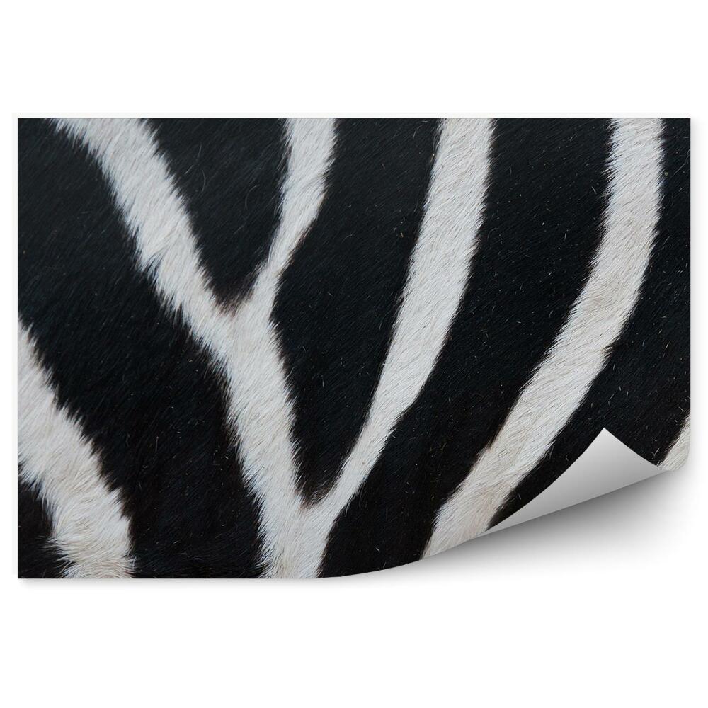 Fototapeta na stenu Čiernobiele pruhy zebra kožušina