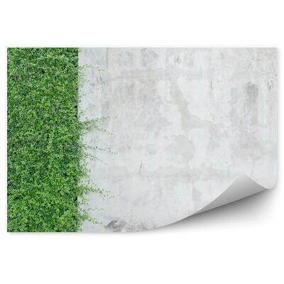 Fototapeta Betónová Stena Rastliny Dekoratívny Brečtan