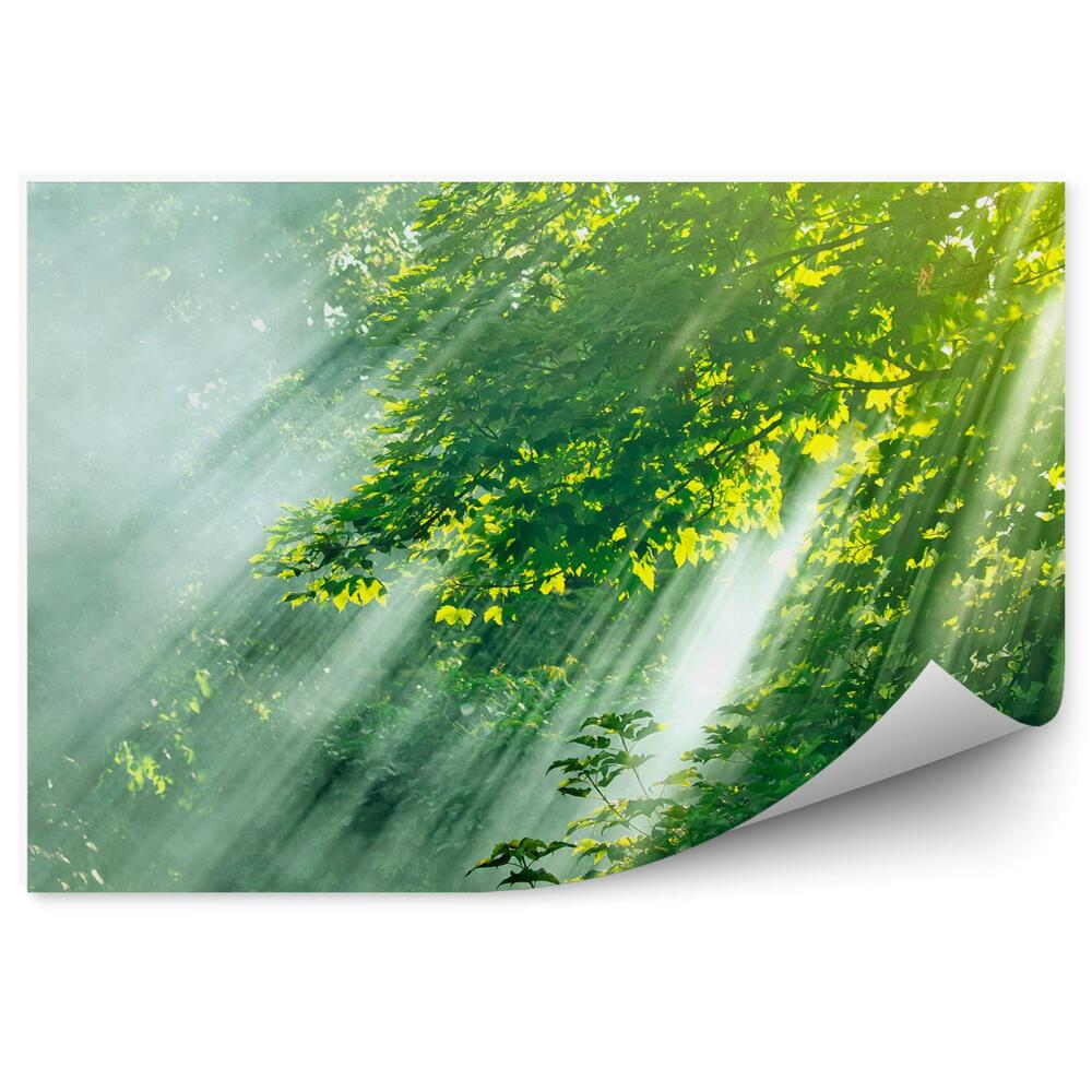Fototapeta na stenu Listnatý les slnko