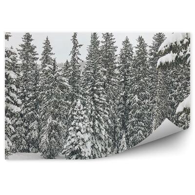 Fototapeta na stenu Zimný les