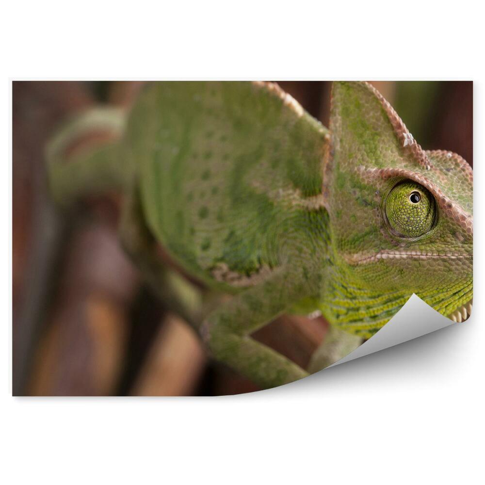 Fototapeta Chameleón na pozadí vetvičiek