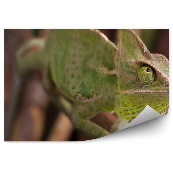 Fototapeta Chameleón na pozadí vetvičiek