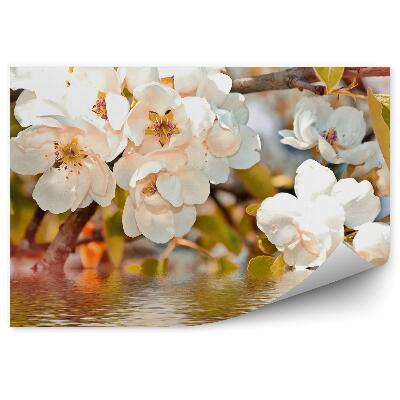 Fototapeta na stenu Biele Kvety Vetva Vodná Jabloň Listy