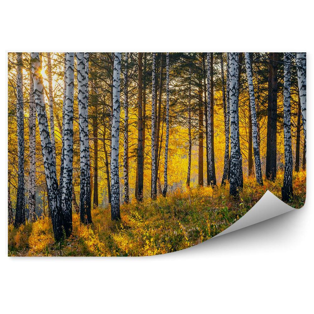 Fototapeta na stenu Jesenný brezový les
