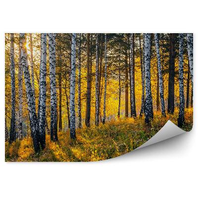 Fototapeta na stenu Jesenný brezový les