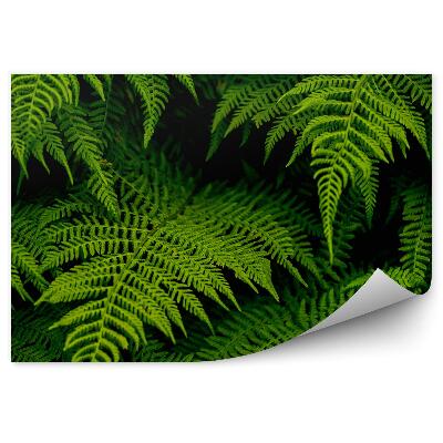 Fototapeta Zelené Paprade Čierne Pozadie