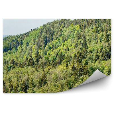 Fototapeta na stenu Ihličnatý les hory