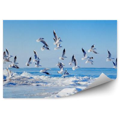 Fototapeta Húf Letiacich Bielych Čajok Zamrznuté Vlny Morská Obloha