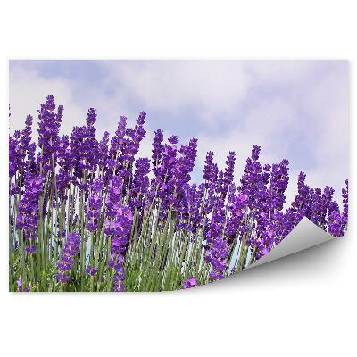 Fototapeta na stenu Levanduľové Kvety Oblaky Oblohy