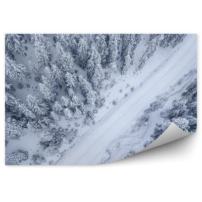 Fototapeta na stenu Zimný borovicový les