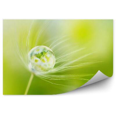 Fototapeta na stenu Kvapka Rosy Kvety Fúkačky