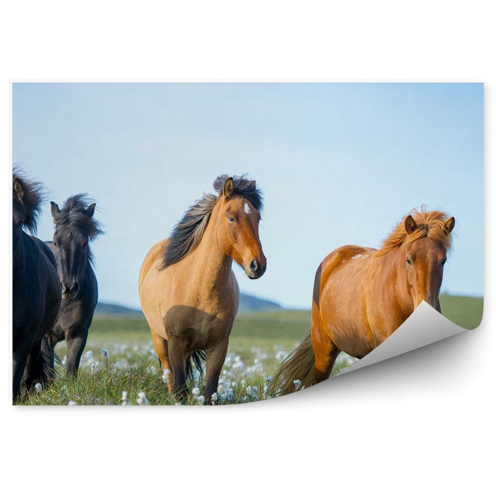 Fototapeta Islandské kone poľana kvety