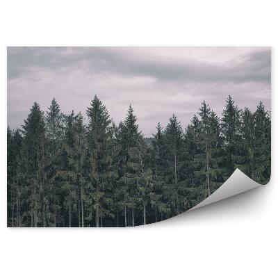 Fototapeta Ihličnatý les mraky