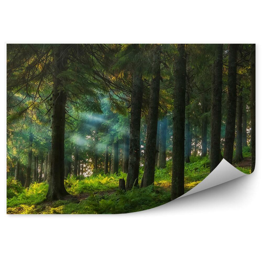 Fototapeta na stenu Ihličnatý les slnko paprade